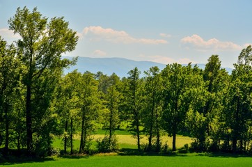 Beautiful spring landscape. Green trees and clearing with mountains in the background.