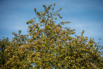 Übervolle Obstbäume