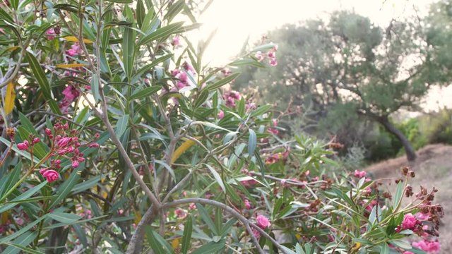 Bl&uuml;ten Busch 