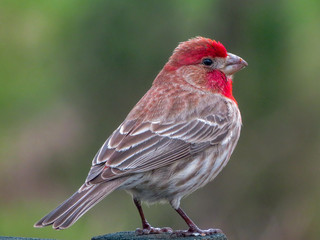 House Finch