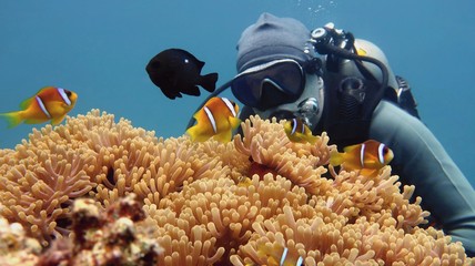 Man scuba diver admiring beautiful colorful coral reef  with sea anemones and clown fish family