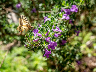 Schmetterling auf Blüte