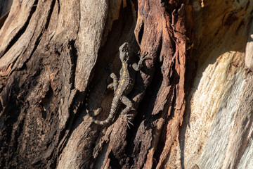 Lizard, Stellagama stellio, on the tree in Yarkon park, Tel Aviv, Israel