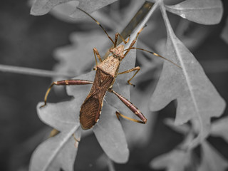 insects