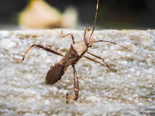 insects