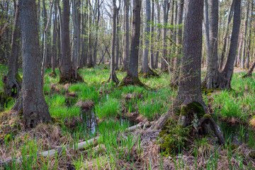 Der '"Urwald" am Dar&szlig;er Ort