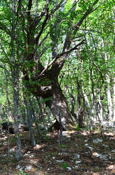Mystical forest on top of a mountain Boyka in the Crimea