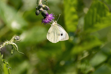 white butterfly sitting on violet blossoming thistle - detail