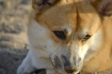 Sunstroke, health of pets in the summer.  Corgi pembroke. How to protect your dog from overheating.Training of dogs.  Young energetic dog on a walk. Whiskers, portrait, closeup. Enjoying, playing 