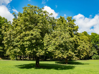 Fototapeta na wymiar chestnut trees