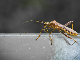 insects