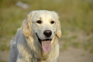 Sunstroke, health of pets in the summer.  Labrador retriever. How to protect your dog from overheating.Training of dogs.  Young energetic dog on a walk. Whiskers, portrait, closeup. Enjoying, playing 