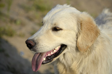 Sunstroke, health of pets in the summer.  Labrador retriever. How to protect your dog from overheating.Training of dogs.  Young energetic dog on a walk. Whiskers, portrait, closeup. Enjoying, playing 