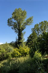 Obraz premium a tall, beautiful tree with green leaves and a huge trunk growing on a meadow near the forest