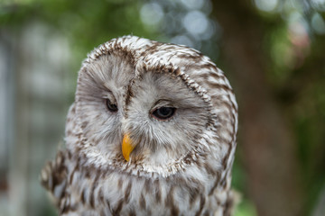 ural owl