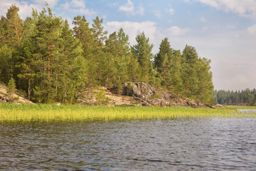 A deserted island with reeds and pine . The best place for fishing. Silence. Wild nature. Tourism. Adventure. Vacation.