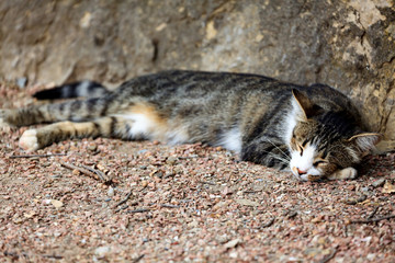 Cat sleeps on the ground
