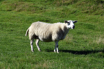The white sheep graze on the green hillside. Sheep breeding in Norway.