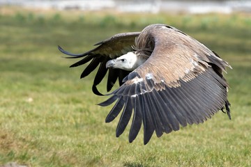 Gänsegeier