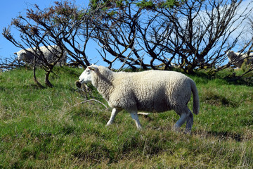 The white sheep graze on the green hillside. Sheep breeding in Norway.