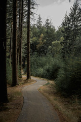 Fototapeta premium forest road