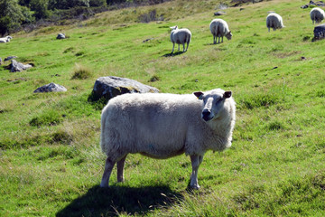 Fototapeta premium A herd of sheep graze on the green slope of the hill. Sheep breeding in Norway.