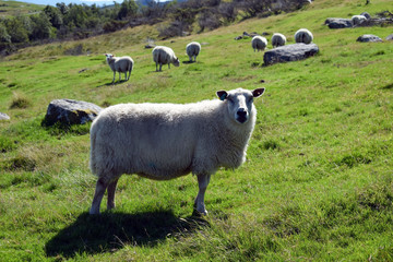 A herd of sheep graze on the green slope of the hill. Sheep breeding in Norway.