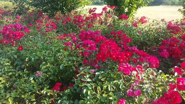 Red flower bush in the city park