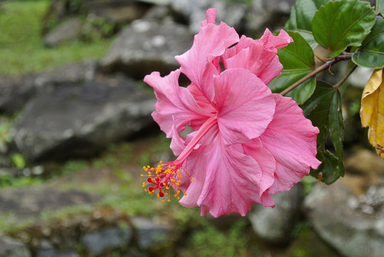 Hibiscus flower from mallow family, Malvaceae, Indonesia