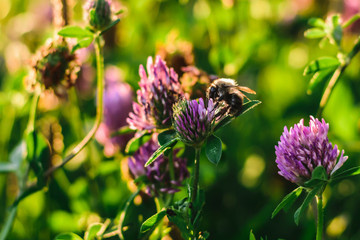 green grass with small flowers and a bee in the sunset