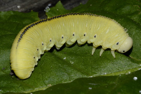 large yellow caterpillar on a leaf