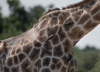 Symbiotic Relationship