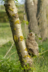 Waldohreule Ästling