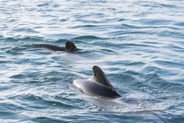 Bottlenose Dolphins