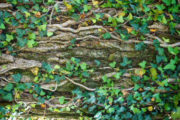 old bark texture with ivy plant