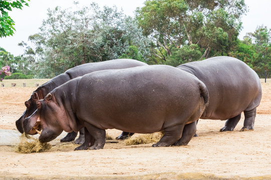 Common hippopotamus, hippopotamus amphibius, or hippo is common to Africa.