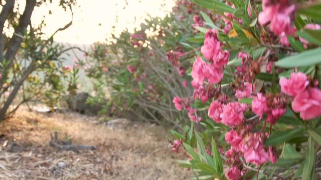 Bl&uuml;ten Busch 