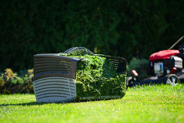 lawn mower plastic bucket full of freshly cut grass