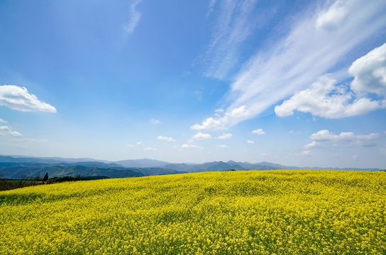 菜の花　亀石峠