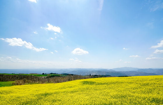 菜の花　亀石峠