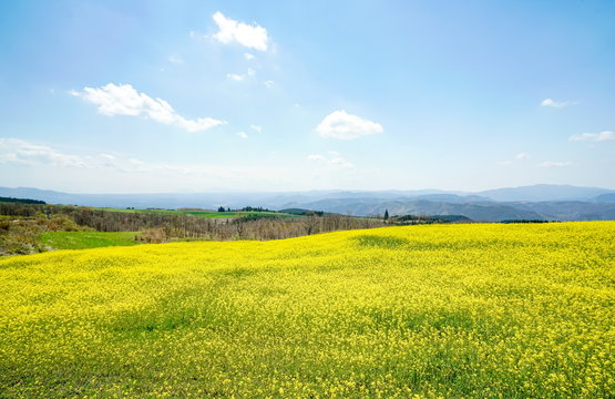 菜の花　亀石峠