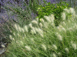 Summer grasses against wall