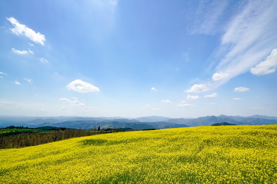 菜の花　亀石峠