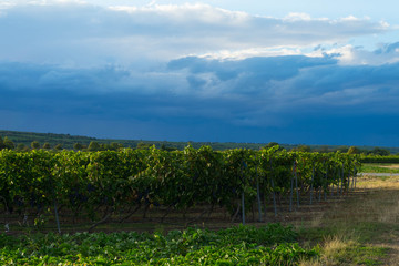 Fototapeta na wymiar vineyards in the evening in Rhinehessen