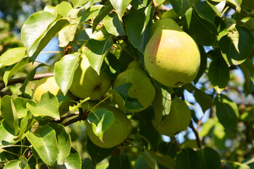pear, kitchen-garden, garden, gardening, backyard, apple, tree, fruit, green, apples, food, branch, garden, nature, agriculture, healthy, orchard, leaf, summer, leaves, fresh, ripe, crop, plant