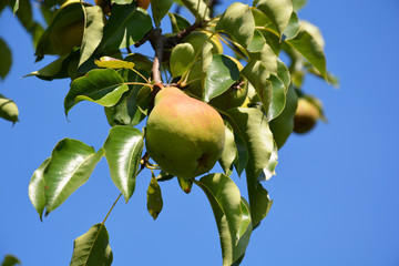 pear, kitchen-garden, garden, gardening, backyard, apple, tree, fruit, green, apples, food, branch, garden, nature, agriculture, healthy, orchard, leaf, summer, leaves, fresh, ripe, crop, plant