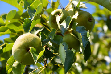 pear, kitchen-garden, garden, gardening, backyard, apple, tree, fruit, green, apples, food, branch, garden, nature, agriculture, healthy, orchard, leaf, summer, leaves, fresh, ripe, crop, plant
