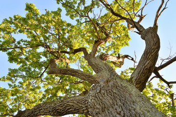 Old oak tree.
