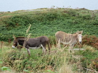 Two donkeys in a field