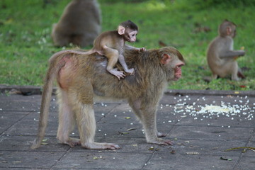 Fototapeta premium Animals, baby monkey snuggles to its mother, they are in KUM PHA WA PI park, at UDONTHANI province THAILAND.